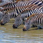 Tips und Anleitung vom erfahrenen Naturfotografen: Fotosafari