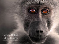 Bild-Design