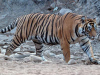Mensch und Tiger
