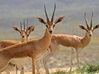 Iran und Naturschutz