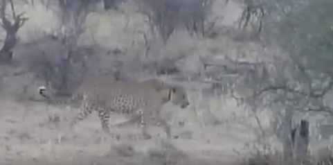 Video: Der vierte Leopard an diesem Tag