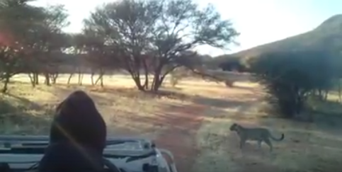 Video: Gepardin, allein unterwegs in ihrem Territorium!