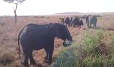 Video: Elefantenherde in der Masai Mara