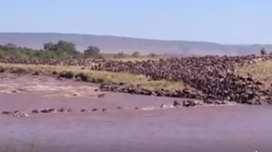 Video: die spektakuläreste Flussdurchquerung, die ich je gesehen habe