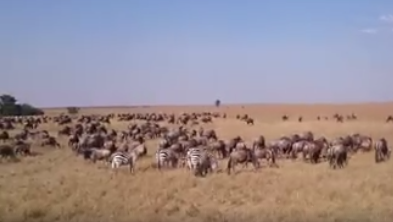 Video: In der Masai Mara