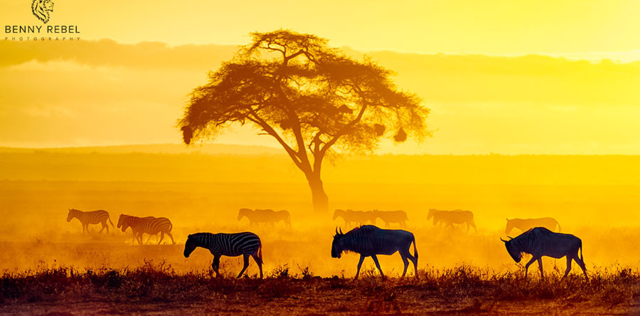 Tierfotografie auf der Fotoreise durch Kenia