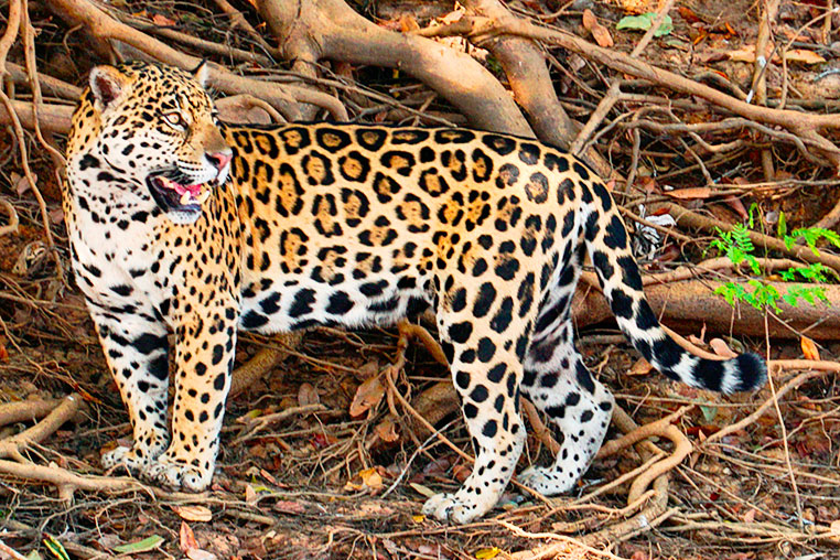 Fotosafari ins Pantanal mit Benny Rebel nach Brasilien