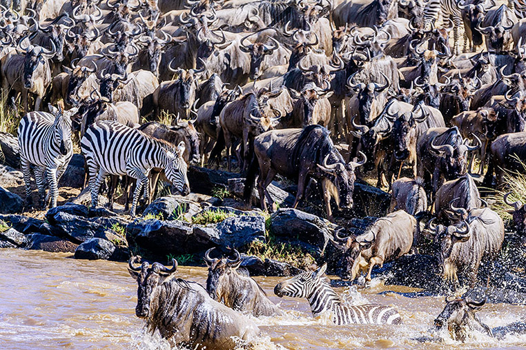 Flussüberquerung auf der Fotoreise in der Masai Mara