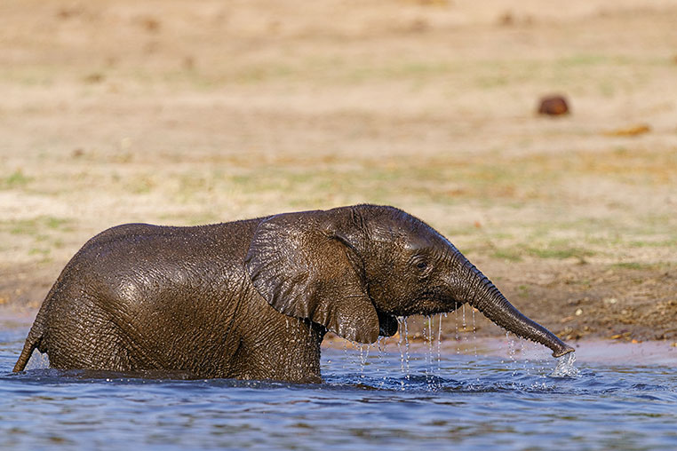 Fotosafari Botswana Botswana Fotoreise