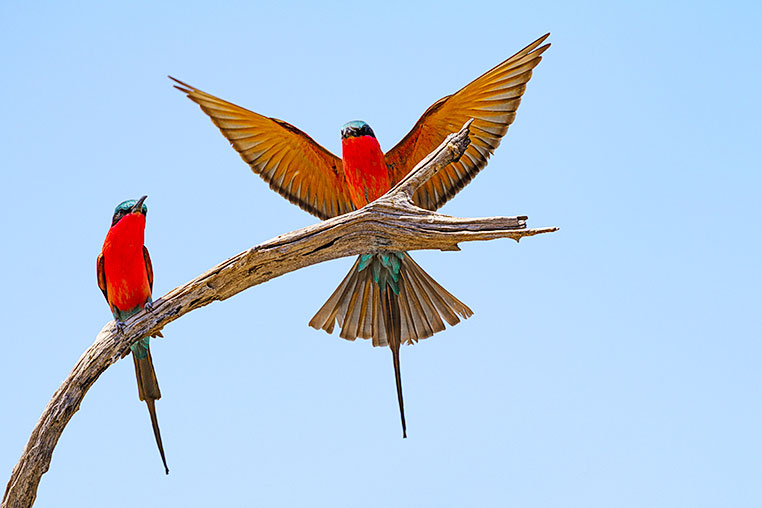 Fotoreise Botswana