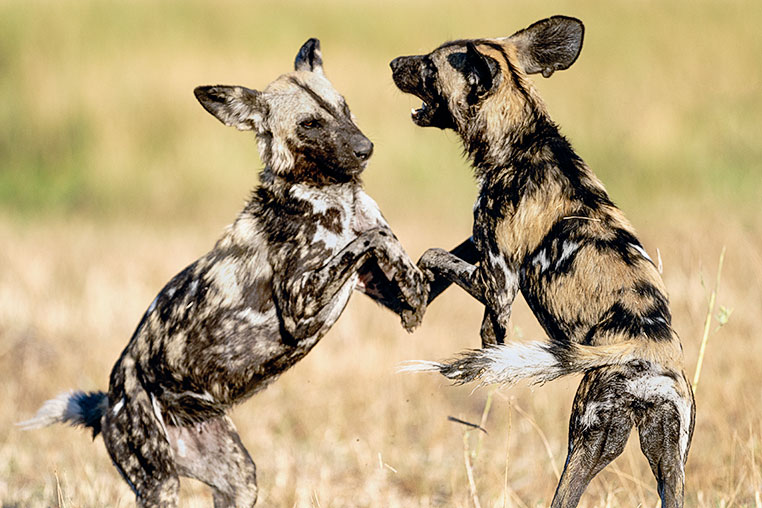 Wild Dog Botswana Fotoreise