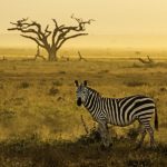 Luxus Urlaub in Afrika mit Fotografieworkshop unter Anleitung von Benny Rebel