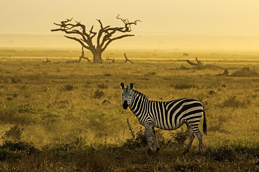 Luxus Urlaub in Afrika mit Fotografieworkshop unter Anleitung von Benny Rebel