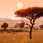 Fotosafari in der Masai-Mara Kenia mit Rebel Photografie