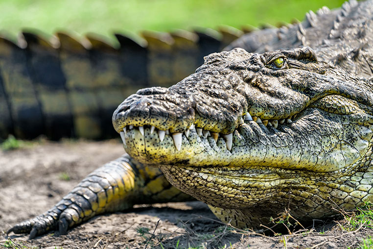 Krokodil auf der Fotosafari Botswana