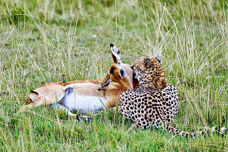 Gepard kill Impala auf der Fotoreise