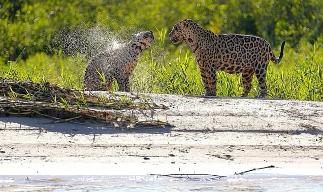 Jaguare auf Fotosafari Brasilien Benny Rebel