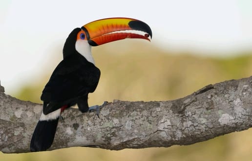 Fotosafari Brasilien Tukan BennyRebel