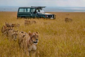 Löwen auf einer Fotoreise durch Kenia