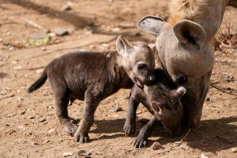 Hyänenbabys spielen mit ihrer Mutter auf einer Fotoreise