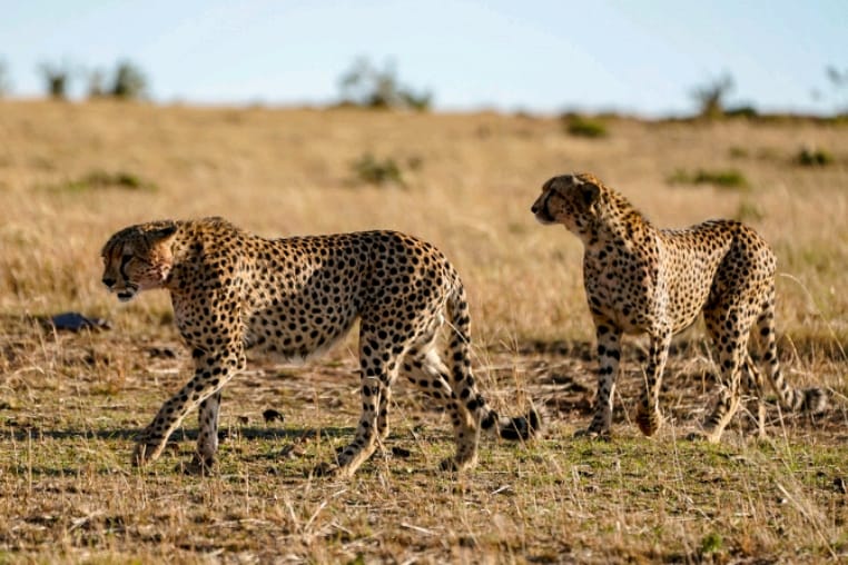 fotoreise-kenia-fotosafari-afrika-geparden