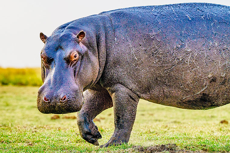 fotoreise-botswana-fotosafari-afrika-flusspferd-hippo