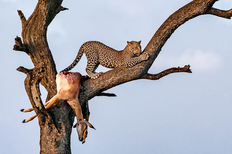 fotoreise-kenia-fotosafari-afrika-leopard-kill-masaimara