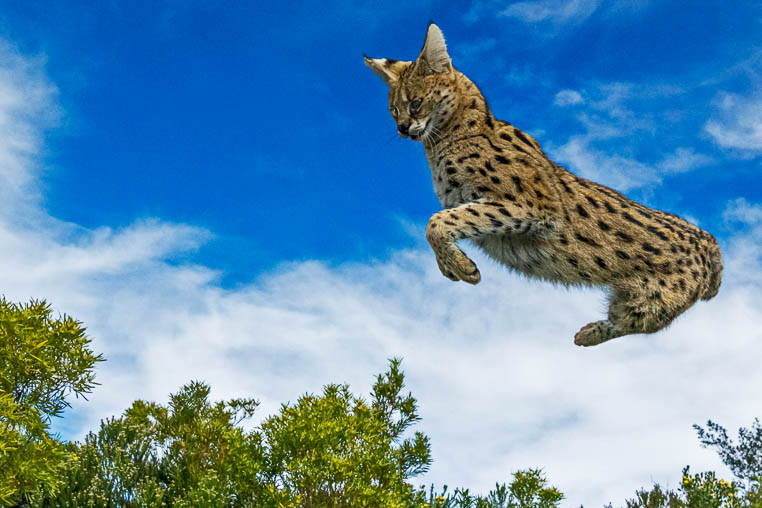 Serval springt in die Luft auf einer Fotoreise mit Benny Rebel in Südafarika