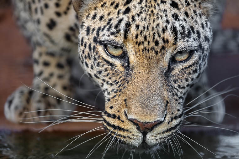 Leopard trinkt Wasser auf einer Fotoreise in Afrika