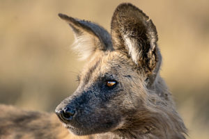 Fotosafari Botswana + Vic Falls​