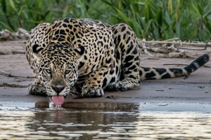 Fotoreise Brasilien 2 mit Optionen​