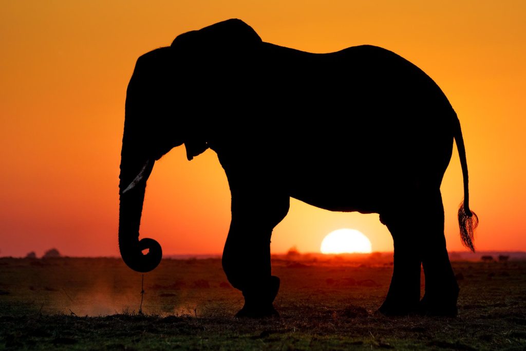 Elefant im Sonnenuntergang fotografiert auf einer Fotoreise durch Botswana mit Benny Rebel Fotosafaris GmbH