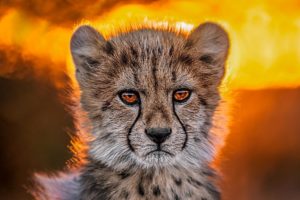 Junger Gepard im Gegenlicht - fotografiert auf einer Fotoreise in Südafrika mit Benny Rebel Fotosafaris GmbH