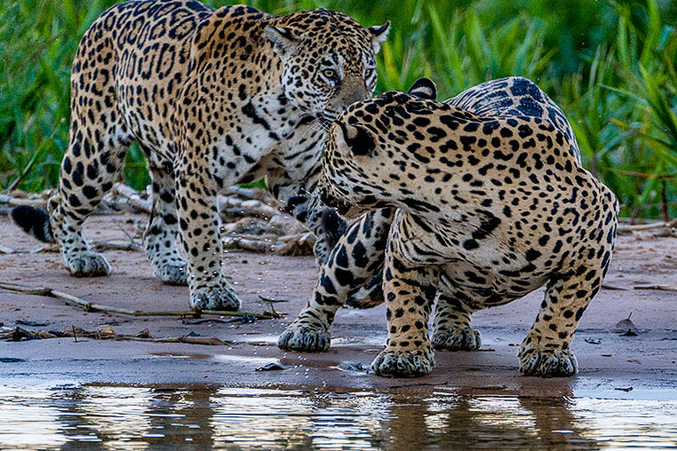 Bilder von Brasiliens Pantanal. Aufgenommen von Benny Rebel auf der Fotosafari 2018 durch das Pantanal. Fotoreisen mit Benny Rebel.www.Fotosafari-Fotoreise.de
