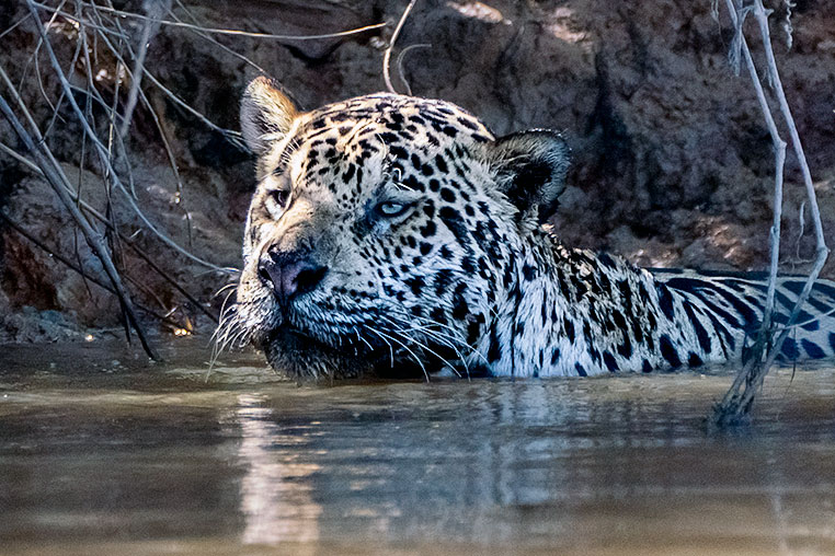 Bilder von Brasiliens Pantanal. Aufgenommen von Benny Rebel auf der Fotosafari 2018 durch das Pantanal. Fotoreisen mit Benny Rebel.www.Fotosafari-Fotoreise.de