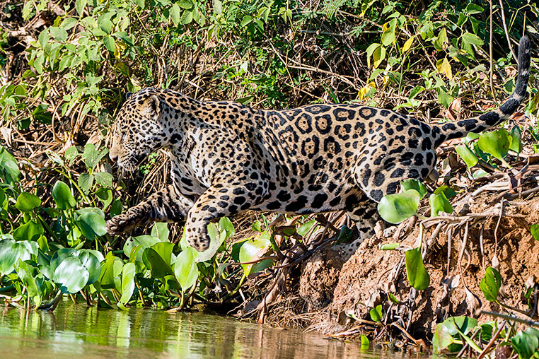 Bilder von Brasiliens Pantanal. Aufgenommen von Benny Rebel auf der Fotosafari 2018 durch das Pantanal. Fotoreisen mit Benny Rebel.

www.Fotosafari-Fotoreise.de