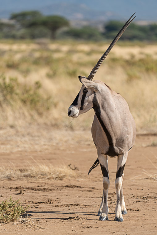 Bild des Tages: Fotoreisen Afrika, Oryx-Antilope - Benny Rebel Fotosafaris  GmbH