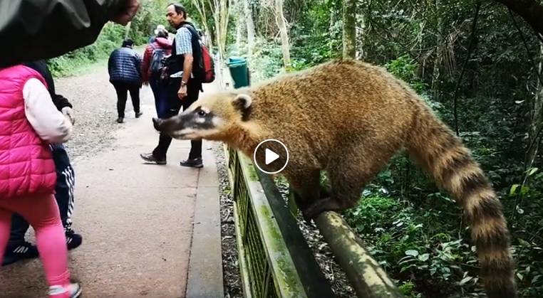 Tiere, Iguazu Wasserfälle, Fotoreise Brasilien, Benny Rebel