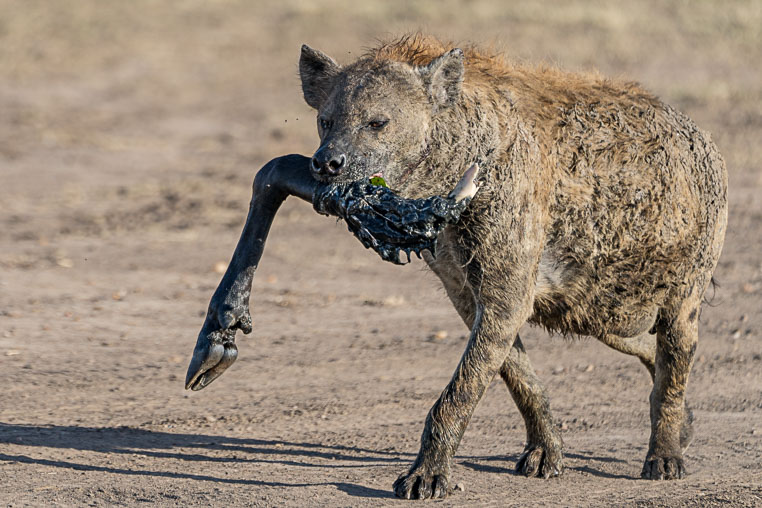 Hyäne mit dem Bein eines Gnus - gejagt auf einer Fotoreise mit Benny Rebel Fotosafaris