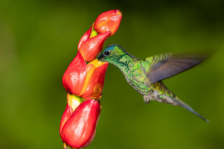 Fotosafari-Kolibri in Brasilien