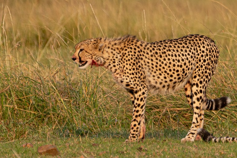 fotoreise-afrika-fotosafari-kenia-gepard