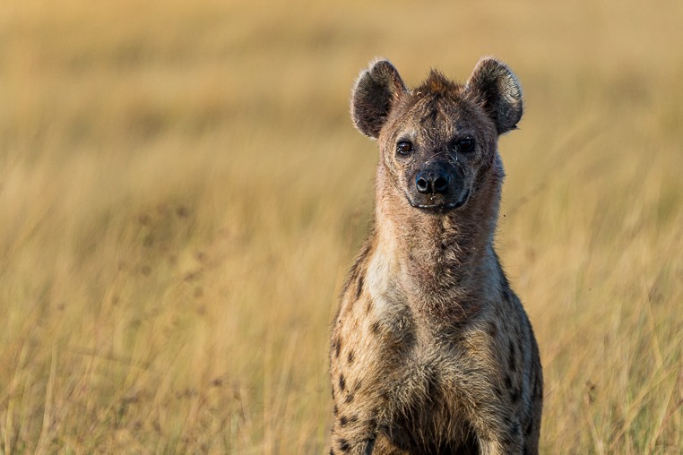 Hyäne fotografiert auf einer Fotoreise in Ostafrika