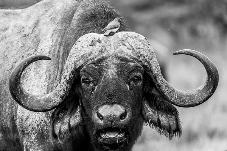 Bilder Schwarzweiss Farbe Kenia Fotoreise Benny Rebel Fotosafaris