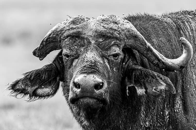 Bilder Schwarzweiss Farbe Kenia Fotoreise Benny Rebel Fotosafaris