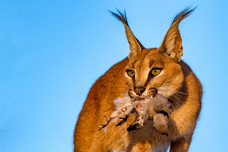 Karakal tötet Taube auf einem Baum fotografiert auf einer Fotoreise mit Benny Rebel Fotosafaris 