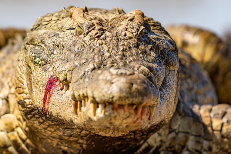 Ein Krokodil kommt aus dem Wasser und die Teilnehmer unserer Fotoreise durch Südafrika fotografieren es.