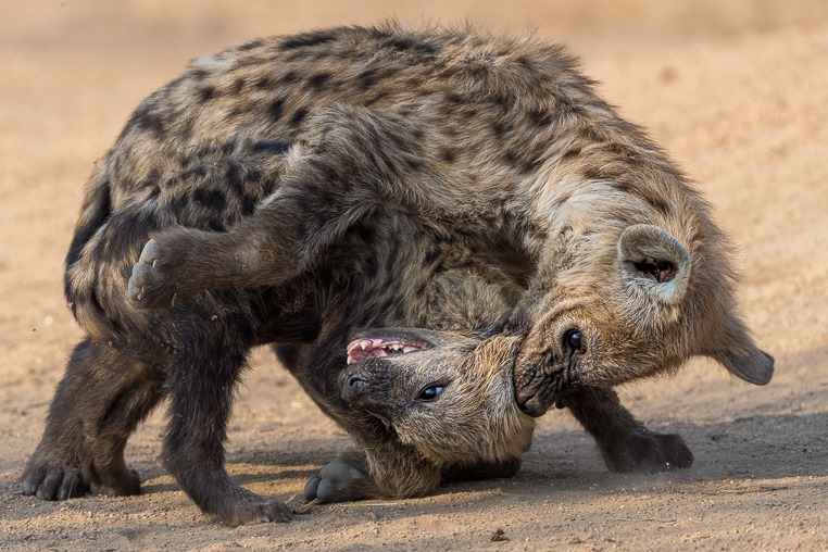 Hyänenbabys kämpfen auf einer Fotoreise