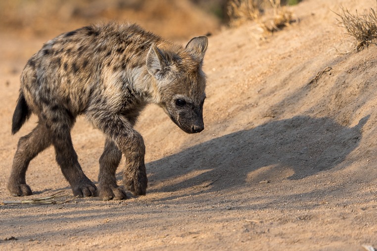 Hyänenbaby auf einer Fotoreise in Südafrika