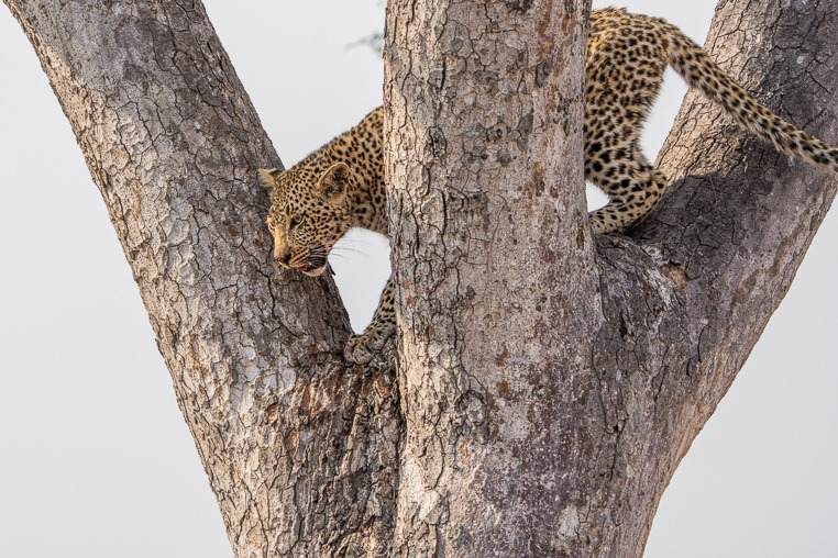 fotoreise-afrika-fotosafari-suedafrika-leopard-7