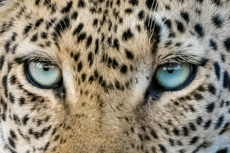 Leopard aus nächster Nähe fotografiert auf einer Fotoreise von Benny Rebel